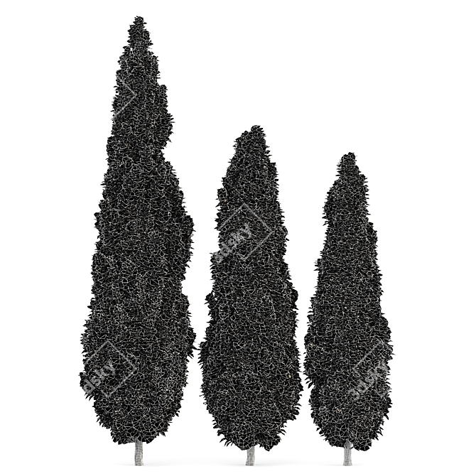 Mediterranean Cypress Trio 3D model image 3