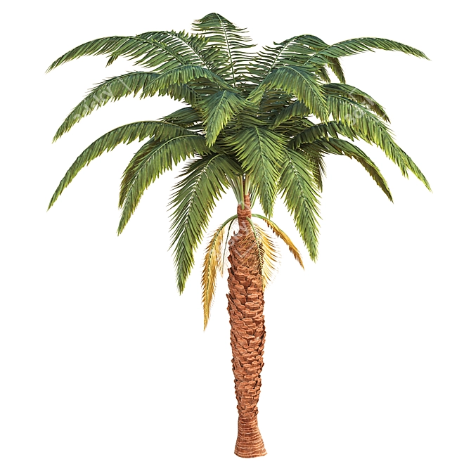 Exquisite Palm Tree Model 3D model image 3