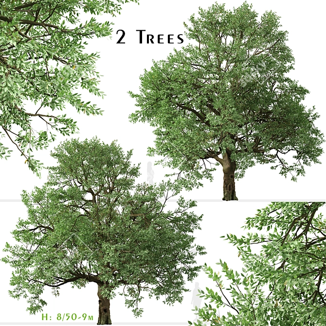 Amur Cork Tree Set (2 Trees) 3D model image 1