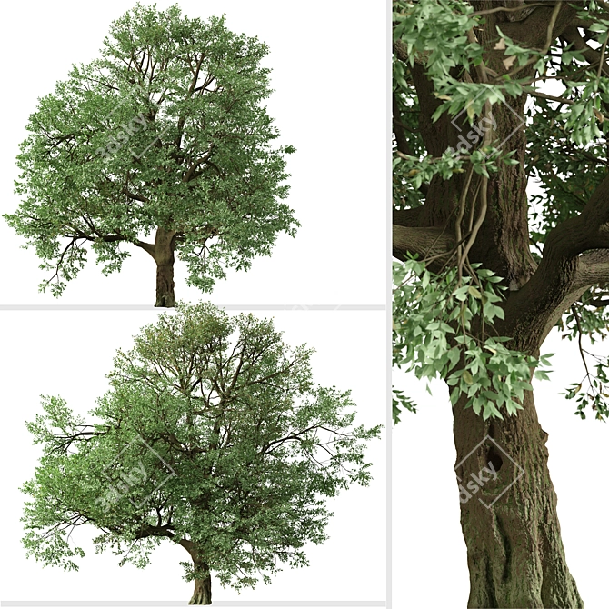 Amur Cork Tree Set (2 Trees) 3D model image 3