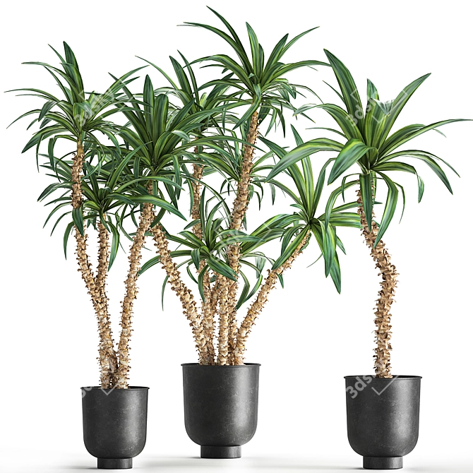 Tropical Plant Collection in Black Pots 3D model image 1