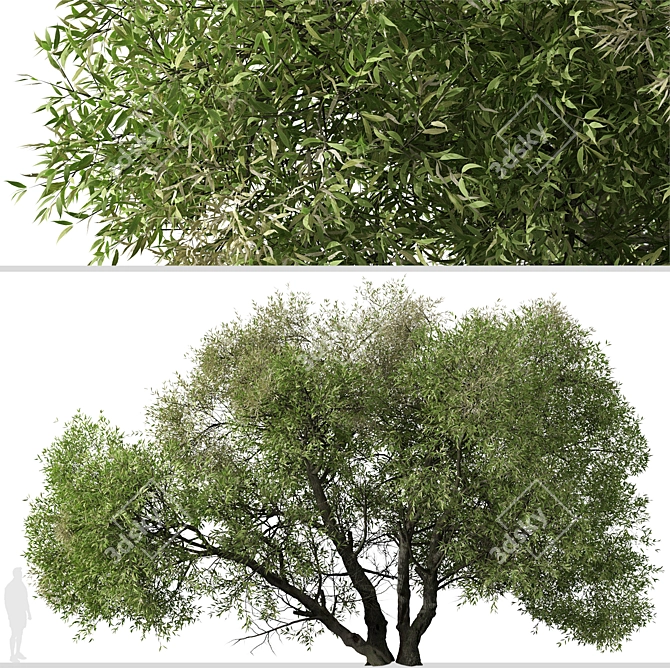 Arroyo Willow Set: 2 Salix lasiolepis Trees 3D model image 2