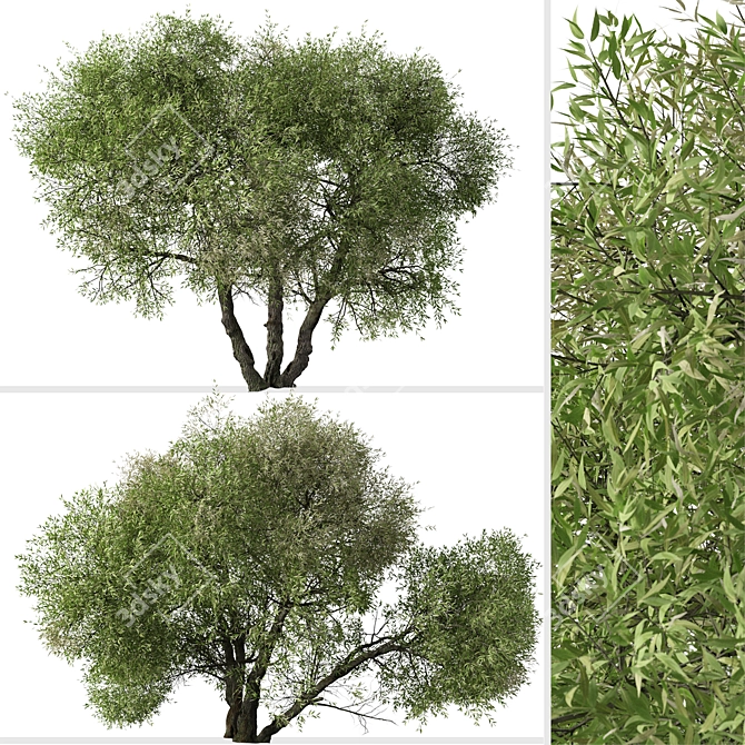 Arroyo Willow Set: 2 Salix lasiolepis Trees 3D model image 3