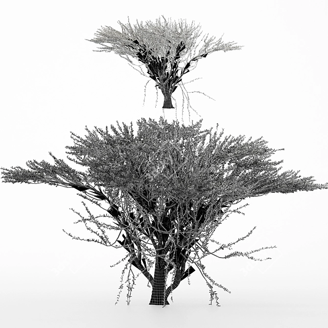 Duo Umbrella Thorn Trees 3D model image 4