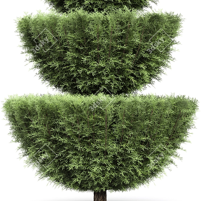 Italian Cypress Tree Set: Variety Heights & Realistic 3D Models 3D model image 4