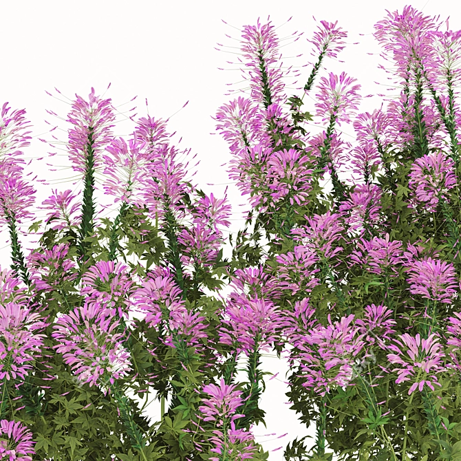 Pink Spiny Spider Flowers (2 Plants) 3D model image 6