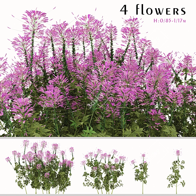 Pink Spiny Spider Flowers (2 Plants) 3D model image 7