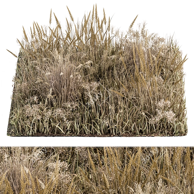 Natural Wild Grass Dried & Wheat 3D model image 1