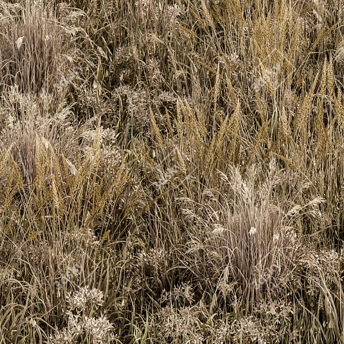Natural Wild Grass Dried & Wheat 3D model image 2