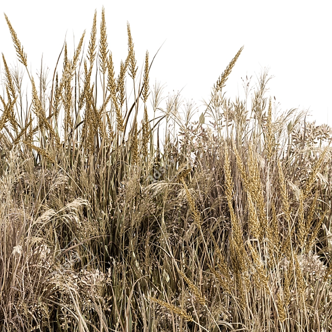 Natural Wild Grass Dried & Wheat 3D model image 3