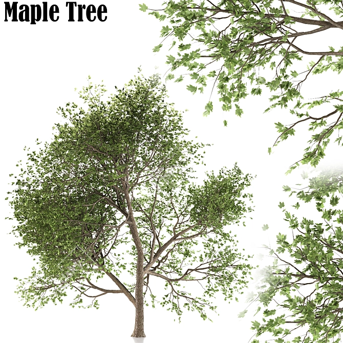 Maple Tree: Acer Genus, 132 Species 3D model image 1