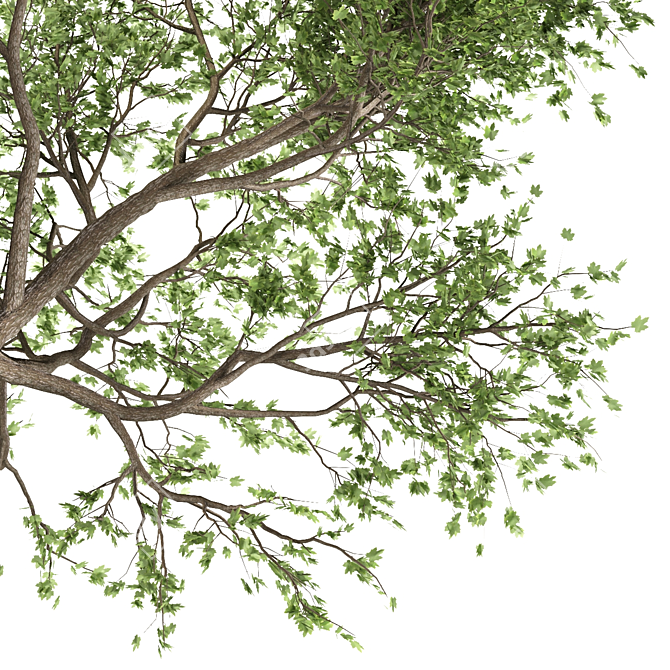 Maple Tree: Acer Genus, 132 Species 3D model image 2