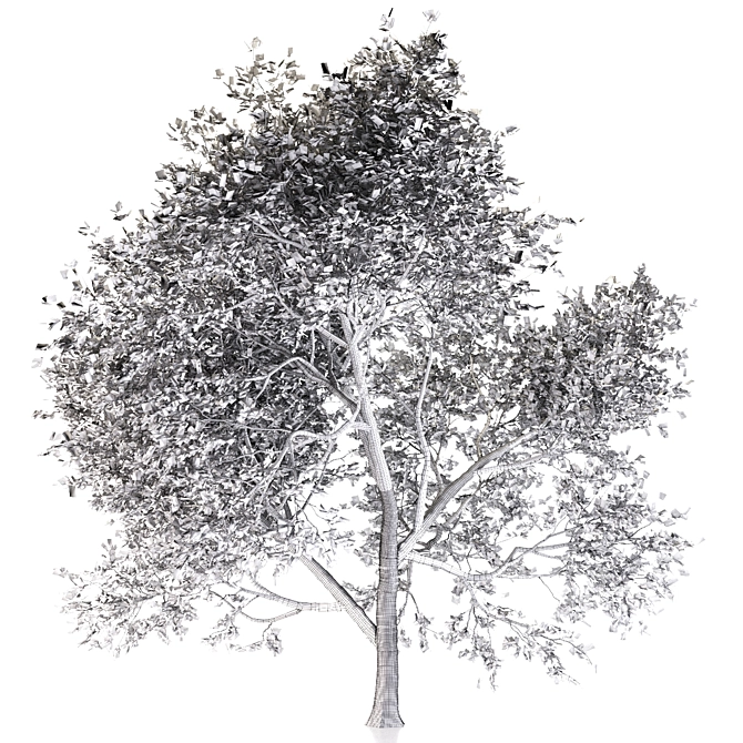 Maple Tree: Acer Genus, 132 Species 3D model image 4