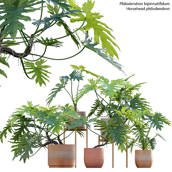 Philodendron Selloum Split: Exquisite Indoor Plant 3D model image 1