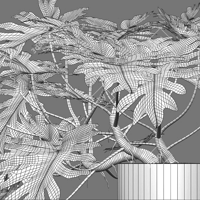 Philodendron Selloum Split: Exquisite Indoor Plant 3D model image 2