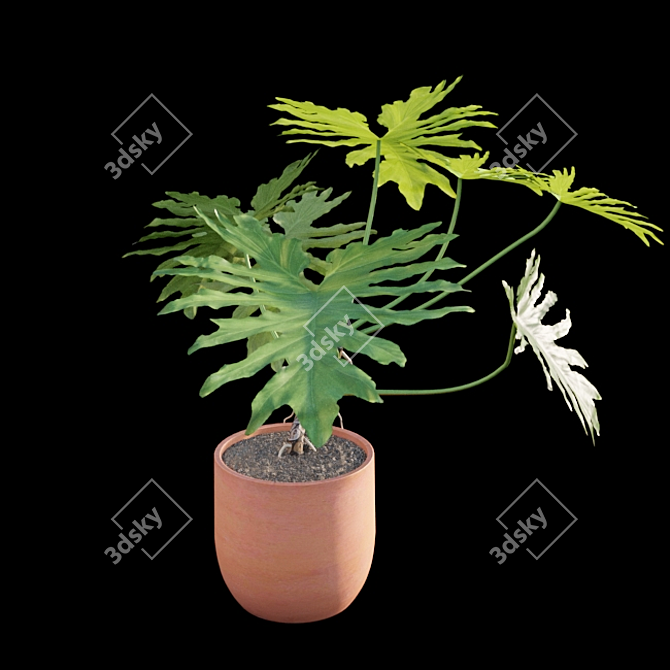 Philodendron Selloum Split: Exquisite Indoor Plant 3D model image 4