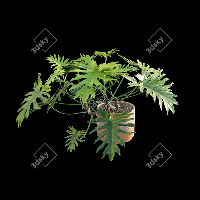 Philodendron Selloum Split: Exquisite Indoor Plant 3D model image 5