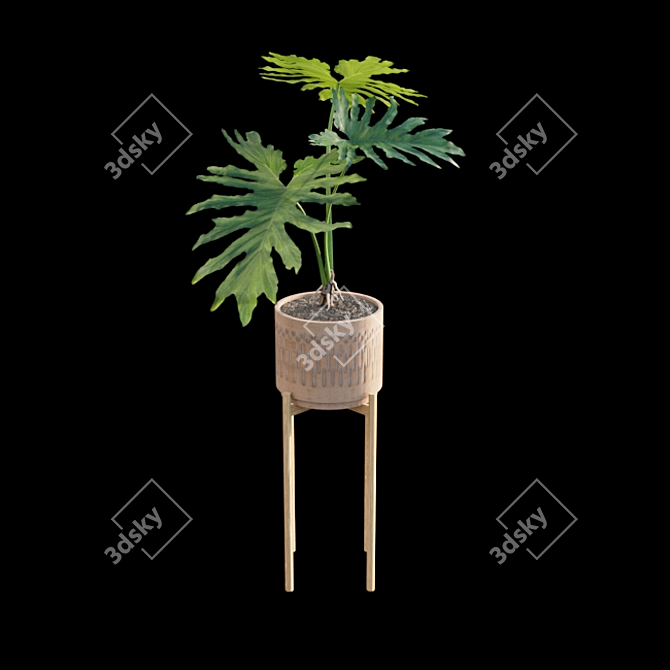 Philodendron Selloum Split: Exquisite Indoor Plant 3D model image 6