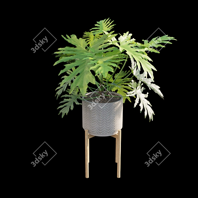 Philodendron Selloum Split: Exquisite Indoor Plant 3D model image 7