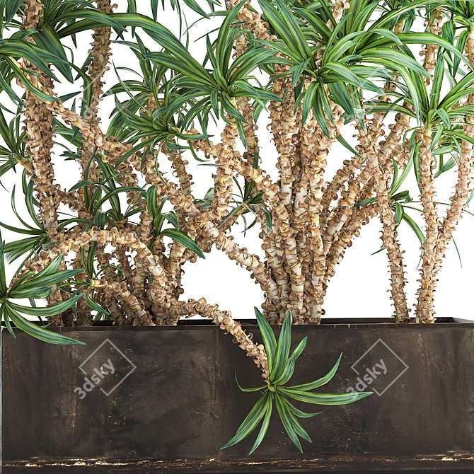 Tropical Plant Collection: Dracaena Fragrans in Rusty Metal Pot 3D model image 1