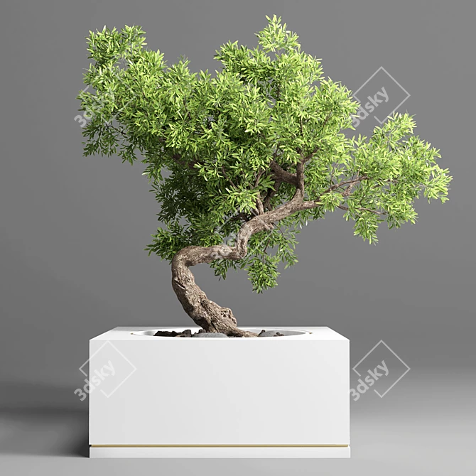 Concrete Bonsai Pot Vase 3D model image 2