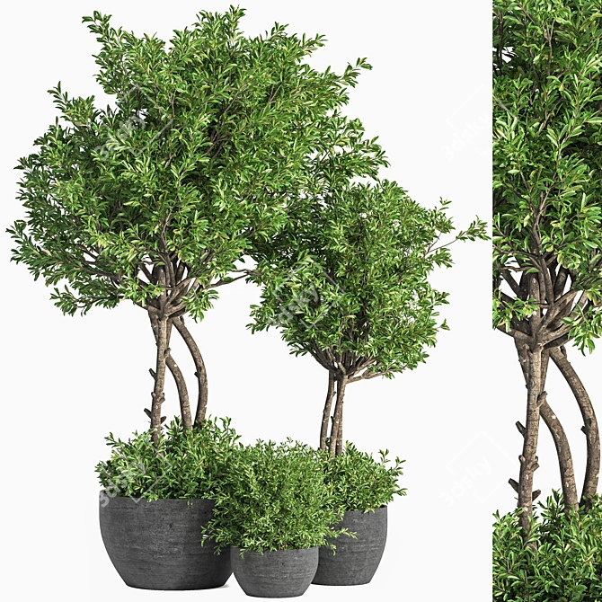 Evergreen Indoor Plant Set 41 3D model image 1