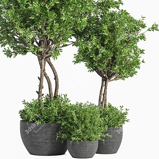 Evergreen Indoor Plant Set 41 3D model image 2