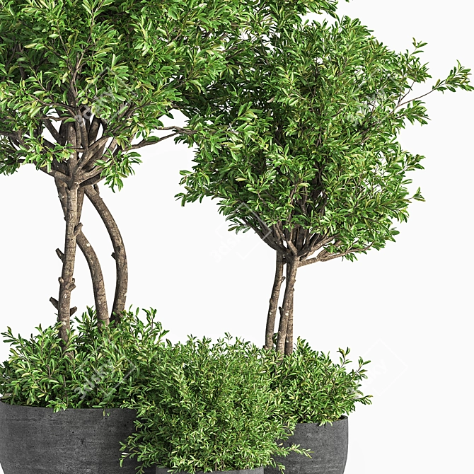 Evergreen Indoor Plant Set 41 3D model image 4