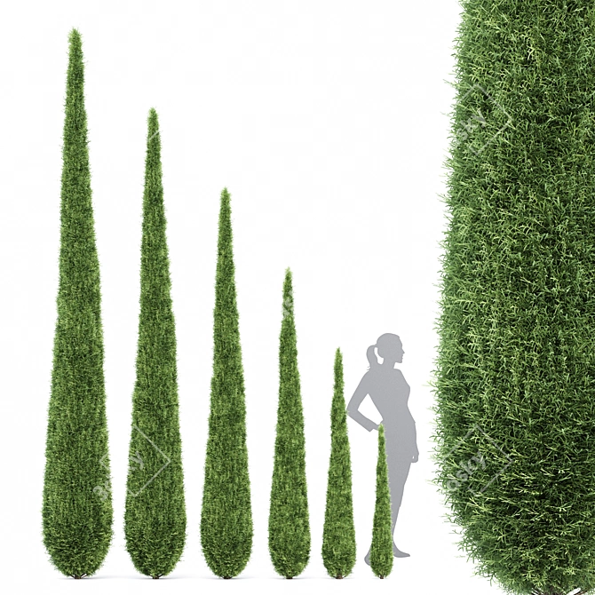 Italian Cypress: Tall, Stunning, Timeless 3D model image 1