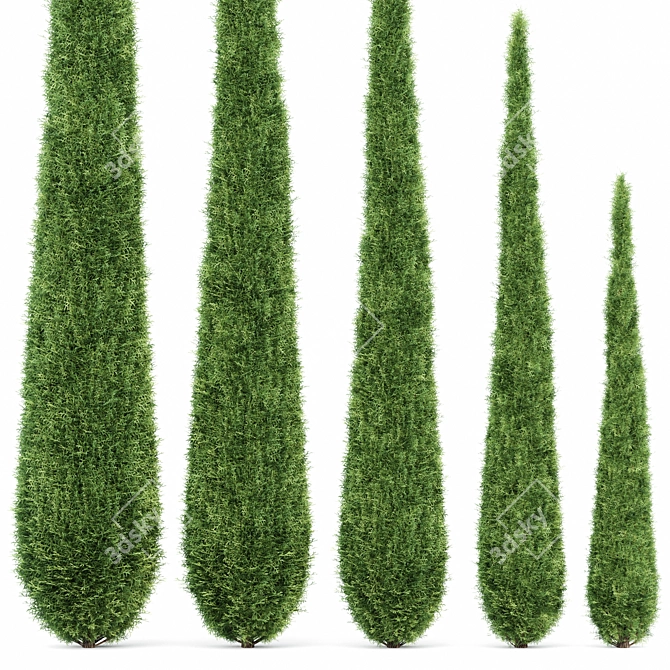 Italian Cypress: Tall, Stunning, Timeless 3D model image 2