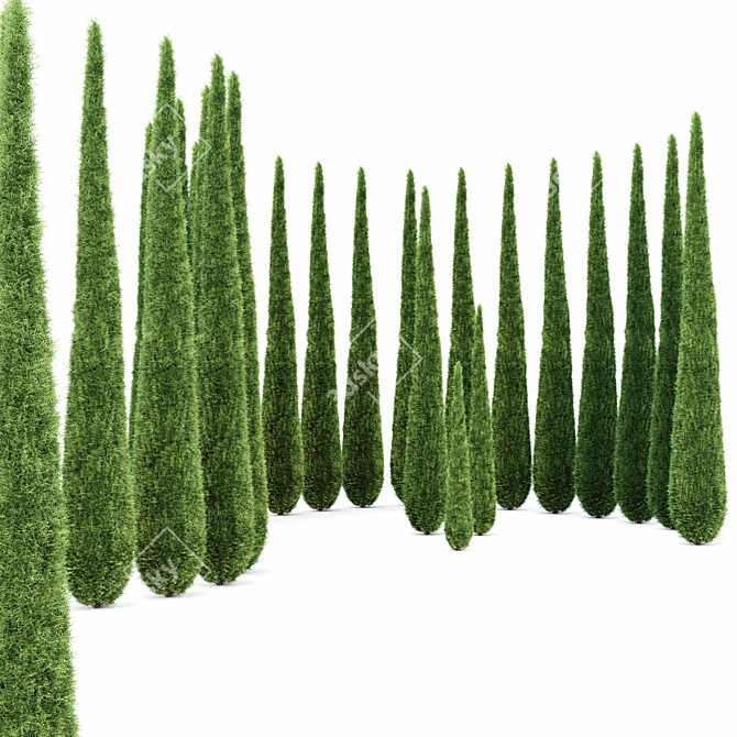 Italian Cypress: Tall, Stunning, Timeless 3D model image 3