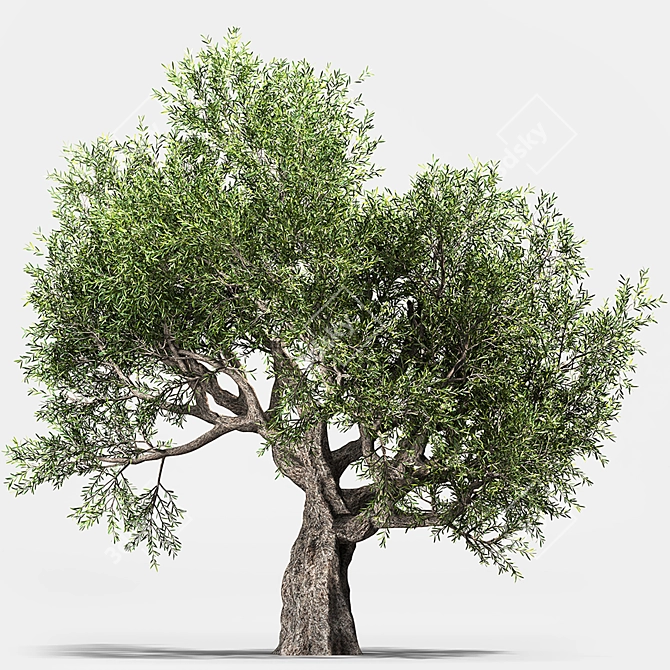 Green Oasis: Olive Tree Collection 3D model image 2