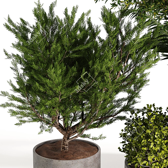 Diverse Outdoor & Indoor Plant Collection 3D model image 3