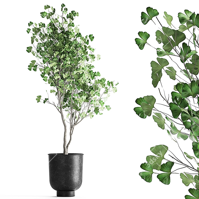 Ginkgo Biloba Tree: Exotic Plant Collection 3D model image 1