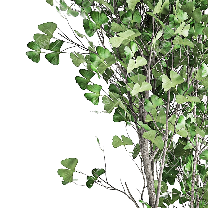 Ginkgo Biloba Tree: Exotic Plant Collection 3D model image 2