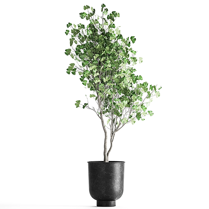 Ginkgo Biloba Tree: Exotic Plant Collection 3D model image 5