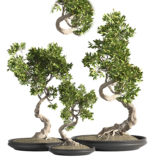 Indoor Bonsai Plant Set 3D model image 1