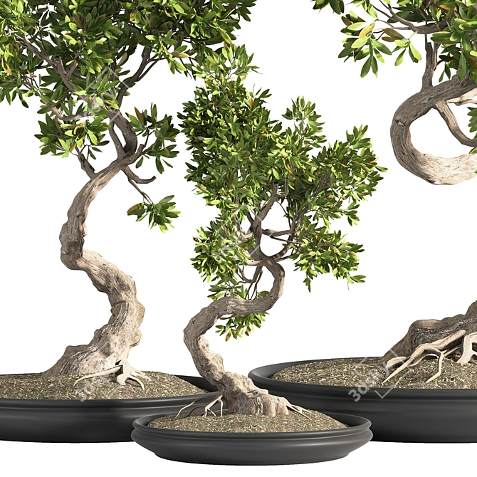 Indoor Bonsai Plant Set 3D model image 2