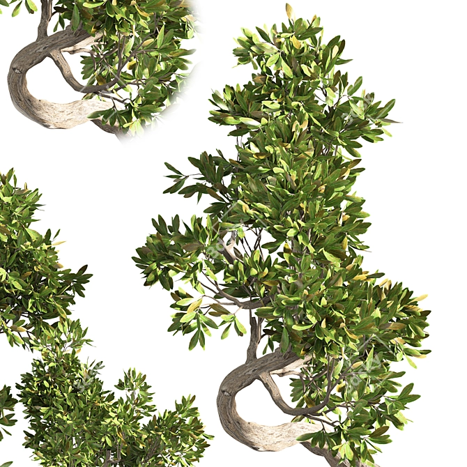 Indoor Bonsai Plant Set 3D model image 3