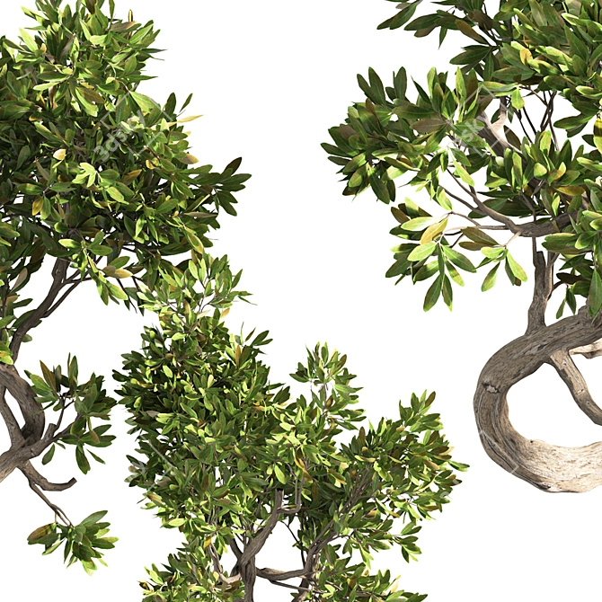 Indoor Bonsai Plant Set 3D model image 4