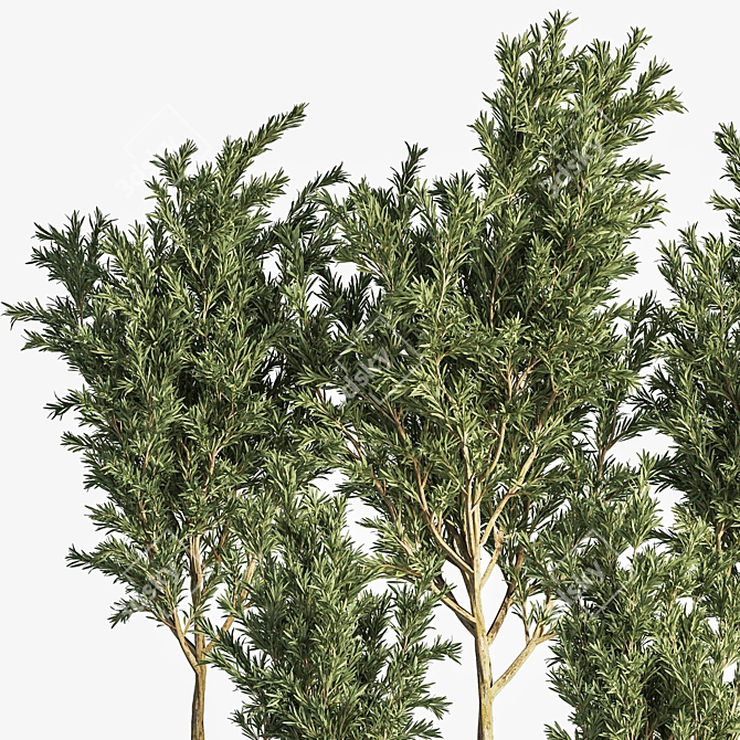 Olive Indoor Plant Set 3D model image 4