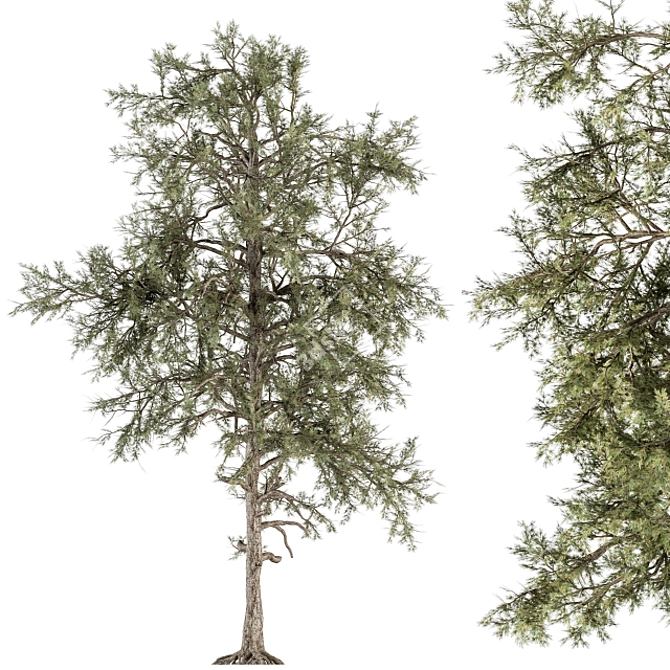 Title: Evergreen Bliss - Complete Pine Set 3D model image 2