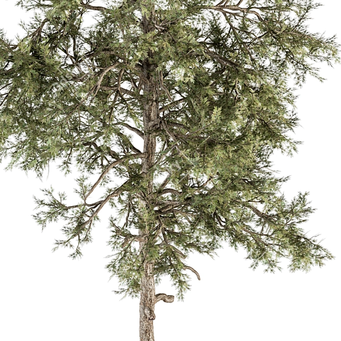 Title: Evergreen Bliss - Complete Pine Set 3D model image 3