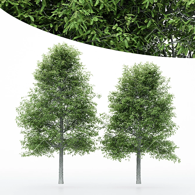 Dual Height Tree: Shingle Oak 3D model image 1