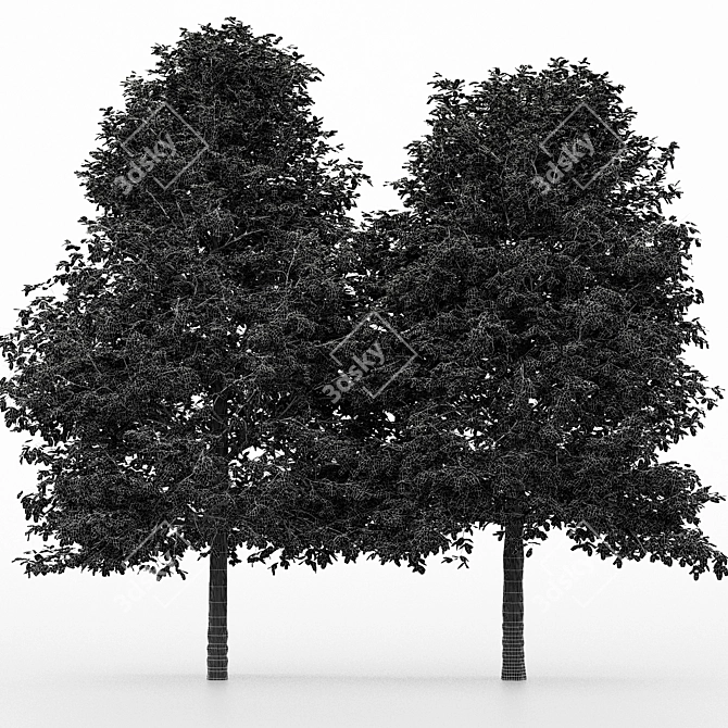 Dual Height Tree: Shingle Oak 3D model image 3