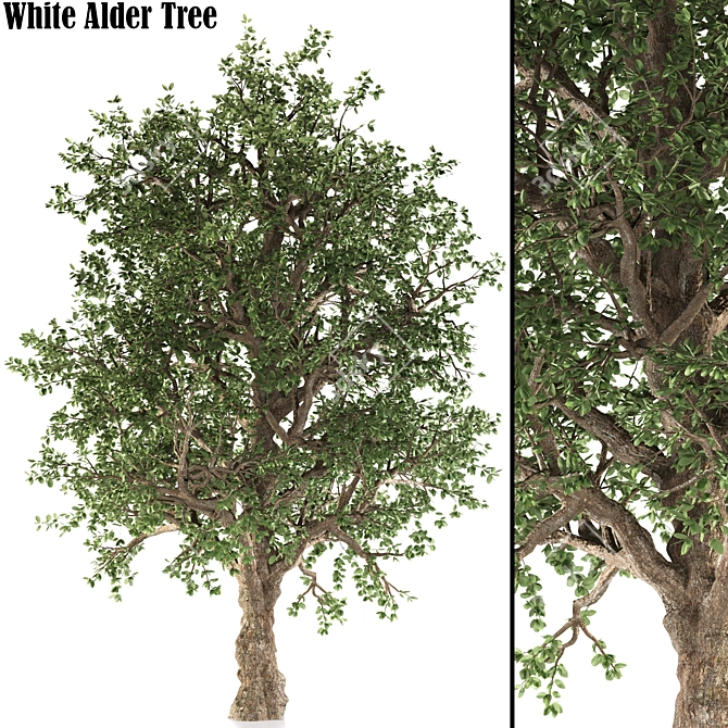 White Alder Tree: Western Native 3D model image 1