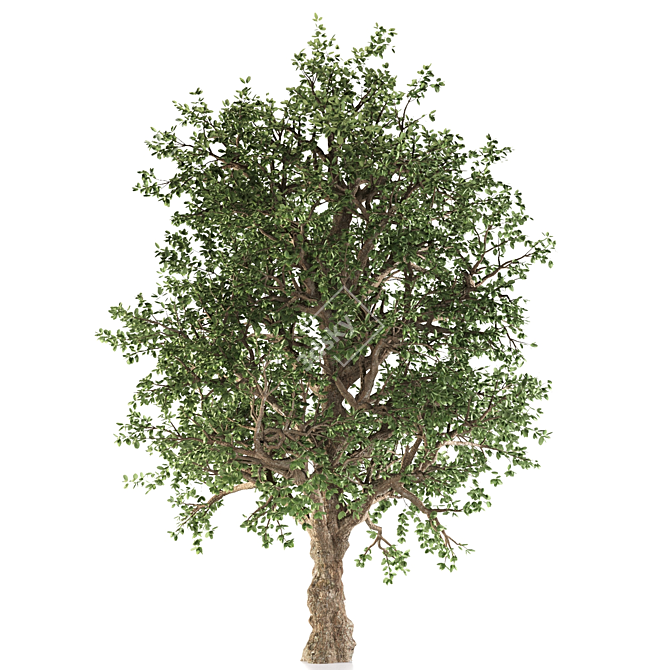 White Alder Tree: Western Native 3D model image 2