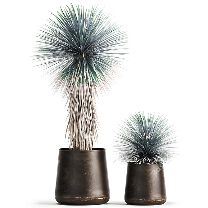Exotic Metal Plant Collection: Yucca Rostrata, Reclaimed Artizan Iron Coppa Pot 3D model image 3