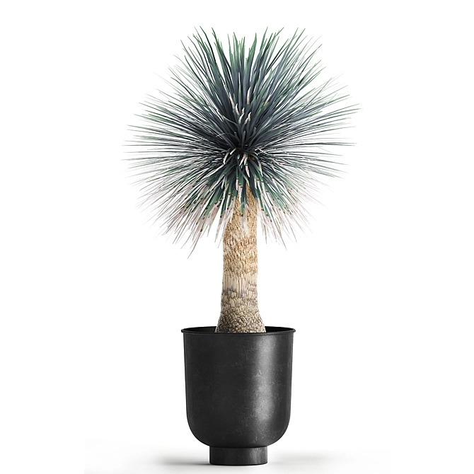 Exotic Metal Plant Collection: Yucca Rostrata, Reclaimed Artizan Iron Coppa Pot 3D model image 5