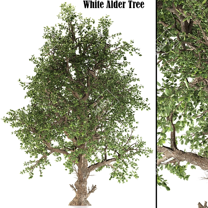 White Alder Tree: Native Beauty 3D model image 1